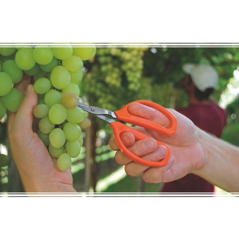 tesoura-tramon-78310-501-78311-051-p-frutas-082376-082376-3
