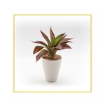 planta-permanente-decor-cacto-25cm-ch06700596-096219