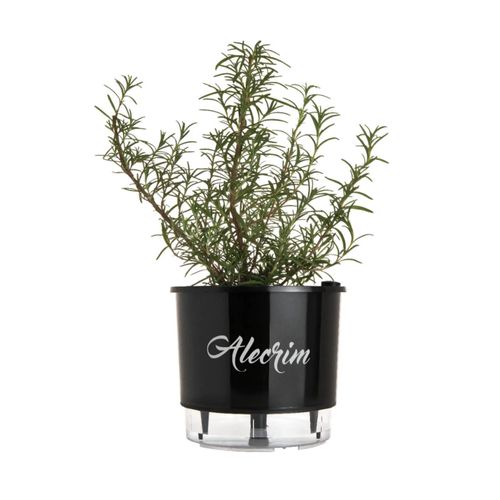 Vaso Autoirrigavel Raiz Alecrim Preto 03 16X14,3Cm 320