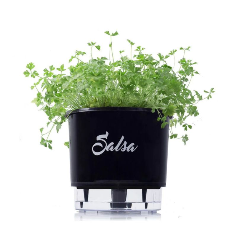 vaso-salsa