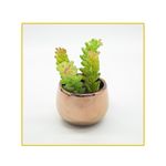 planta-permamente-decor-suculenta-1143cm-hd-67857-106723-106723-1