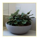 bacia-japi-europa-cimento-23x20x55cm-jveoc55-084098-084098