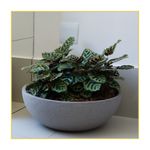 bacia-japi-europa-cafe-23x20x55cm-jveok55-084099-084099
