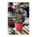 substrato-tramontina-rosa-do-deserto-1kg-91400-030-114122-114122