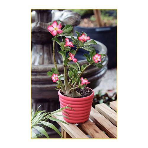 Substrato Tramontina Rosa do Deserto 1Kg 91400/030