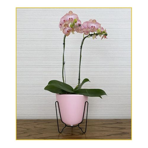 Vaso Floridis Tryas Sup Metal/Madeira 17X18 Rosa 10160596/0752