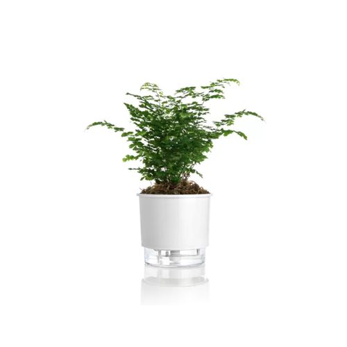 Vaso Autoirrigavel Raiz Rain Bow Branco 03 16X14,3cm 303