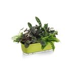 jardineira-autoirrigavel-raiz-rain-bow-verde-40cm-503_102249