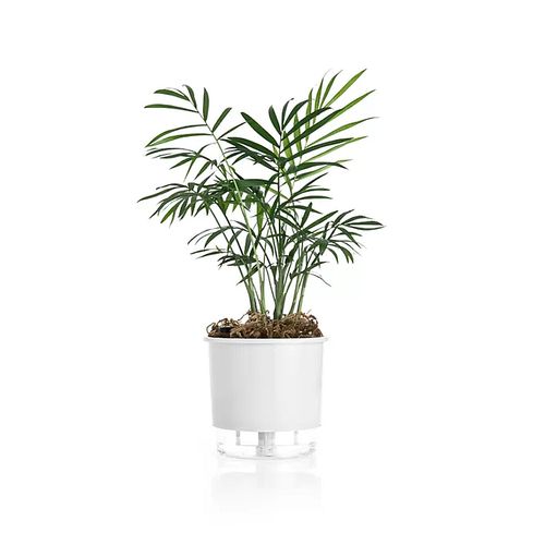 Vaso Autoirrigavel Raiz Rain Bow Branco 02 12,6X11,4cm 203