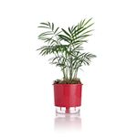 vaso-autoirrigavel-raiz-rain-bow-vermelho-02-126x114cm-211_102231