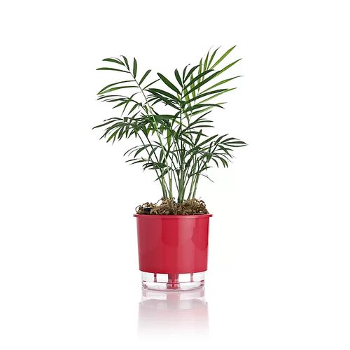 Vaso Autoirrigavel Raiz Rain Bow Vermelho 02 12,6X11,4cm 211