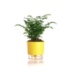 vaso-autoirrigavel-raiz-rain-bow-amarelo-03-16x143cm-301_102232