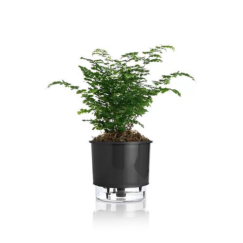 Vaso Autoirrigavel Raiz Rain Bow Preto 03 16X14,3cm 306