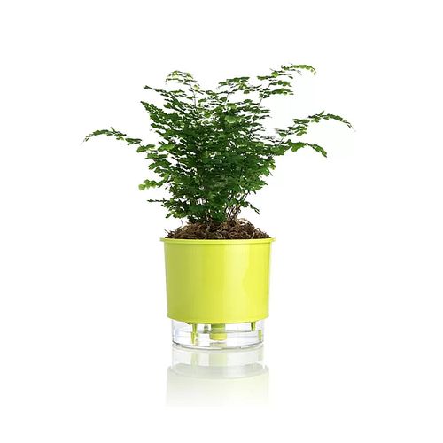 Vaso Autoirrigavel Raiz Rain Bow Verde 03 16X14,3cm 309