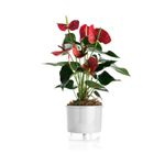 vaso-autoirrigavel-raiz-rain-bow-branco-04-217x19cm-403_102239