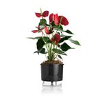 vaso-autoirrigavel-raiz-rain-bow-preto-04-217x19cm-406_102240