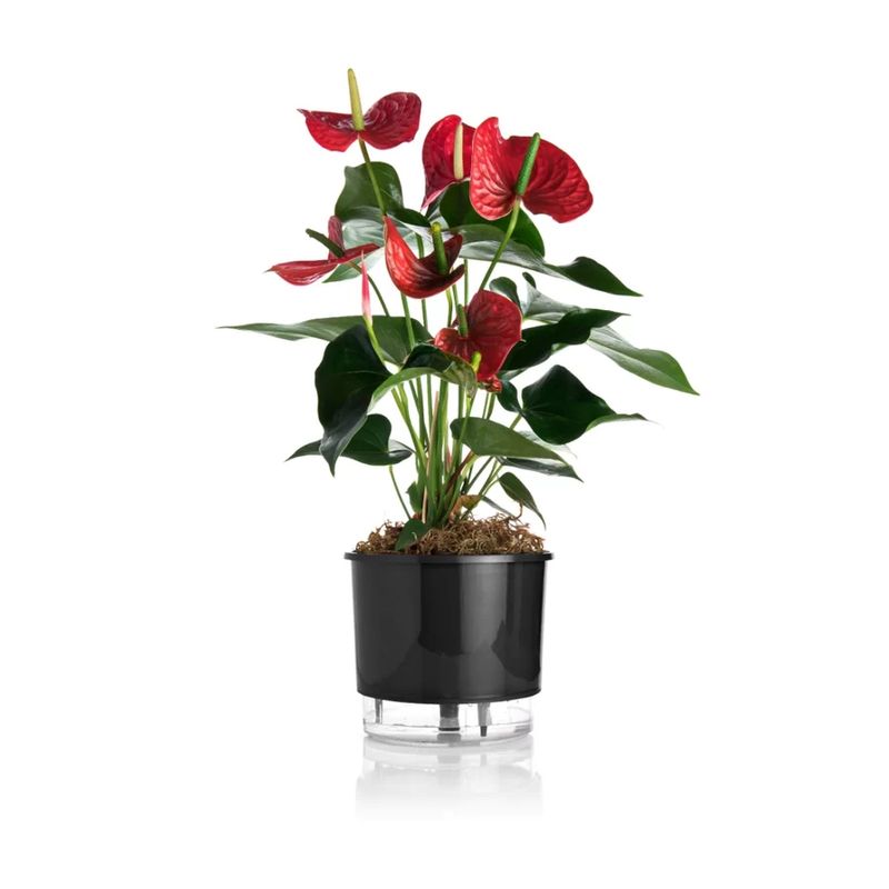vaso-autoirrigavel-raiz-rain-bow-preto-04-217x19cm-406_102240