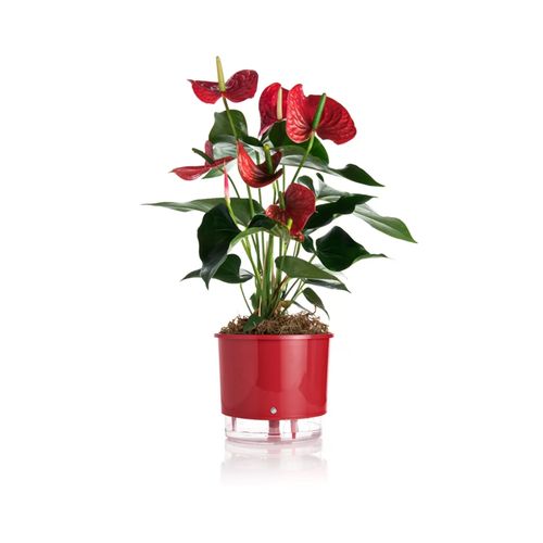 Vaso Autoirrigavel Raiz Rain Bow Vermelho 04 21,7X19cm 411