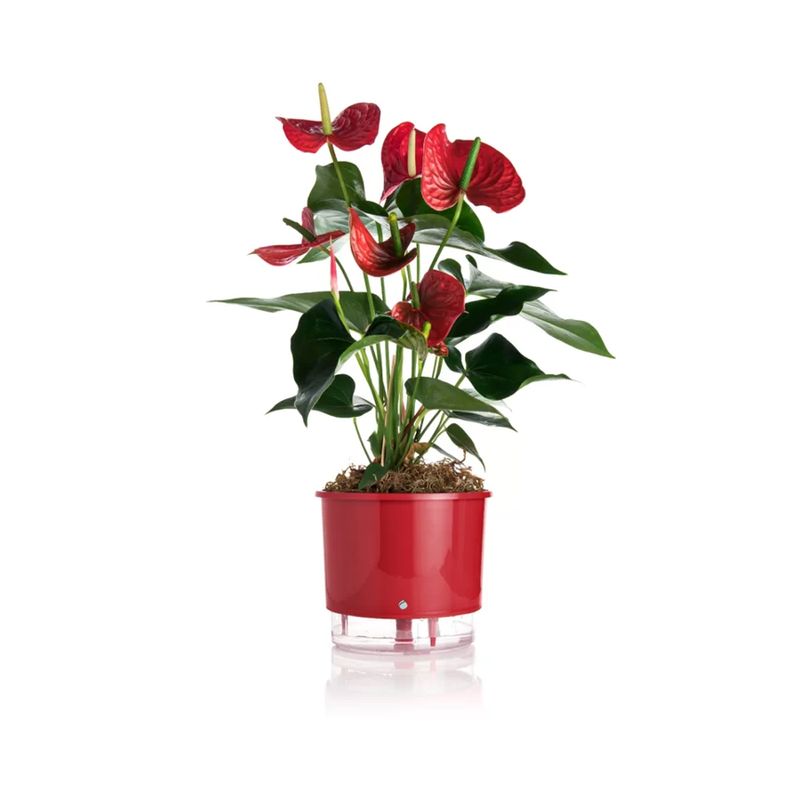 vaso-autoirrigavel-raiz-rain-bow-vermelho-04-217x19cm-411_102241