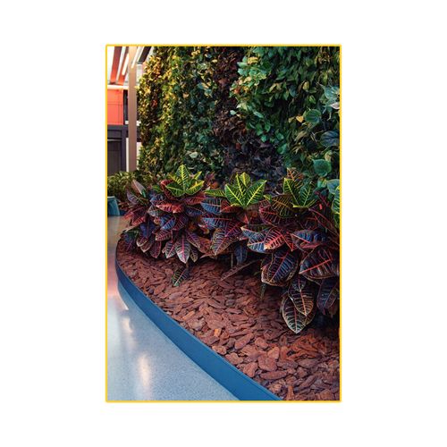 Cascas de Pinus Tramontina G Pol 1Kg 91404/001