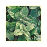 semente-oregano-isla-3gr-6344-493-31-114421-114421