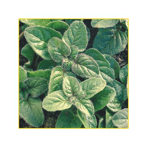 Semente Oregano Isla 3 gramas 6344 493.31