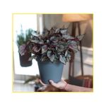 vaso-palash-sampa-14x13cm-violeta-i-samp-014-013-102152-102152