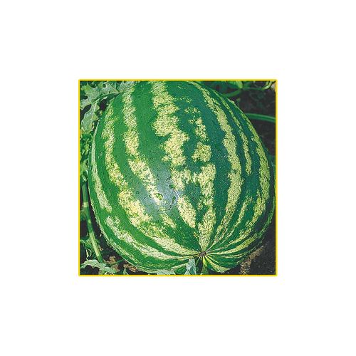 Semente Melancia Isla Crimson Super 8Gr 2328 172.31