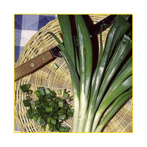 Semente Cebolinha Isla Verde 3,8 gramas 783 85.31