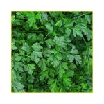 semente-salsa-isla-lisa-10gr-821-253-31-114423-114423