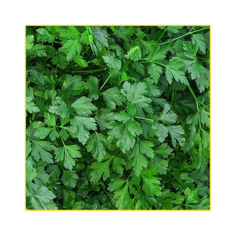 semente-salsa-isla-lisa-10gr-821-253-31-114423-114423