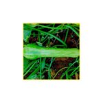 semente-abobrinha-isla-menina-bras-precoce-8gr-759-3-31-114343-114343