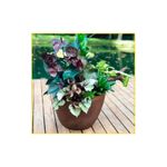 vaso-palash-copacabana-bowl-30x16cm-rusty-r-0380-030-016-102127-102127