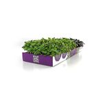 kit-microverdes-isla-rucula-e-repolho-102300-116021-116021