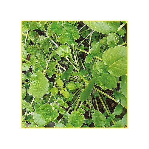 Semente Agrião Isla da Terra 10Gr 1166 21.31