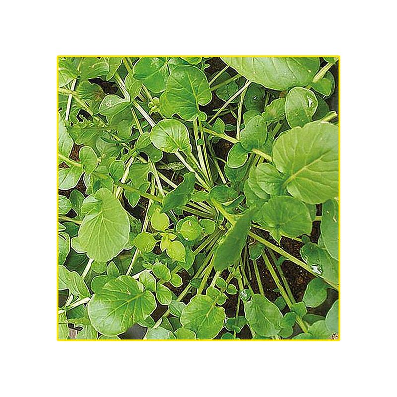 semente-agriao-isla-da-terra-10gr-1166-21-31-114347-114347