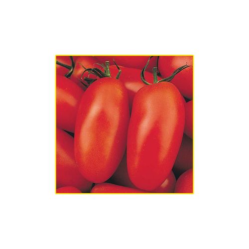 Semente Tomate Isla San Marzano 3Gr 1332 270.31