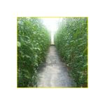 semente-tomate-isla-san-marzano-3gr-1332-270-31-114407-114407