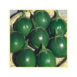 semente-jilo-isla-morro-grande-verde-escuro-5gr-5728-161-31-114371-114371