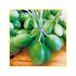 semente-maxixe-isla-10gr-800-163-31-114375-114375