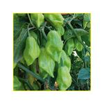 semente-pimenta-isla-de-cheiro-acemira-25gr-7486-979-31-114393-114393