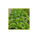 semente-rucula-isla-cultivada-antonella-5gr-2746-255-31-114404-114404