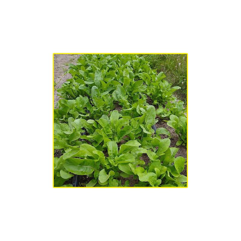 semente-rucula-isla-cultivada-antonella-5gr-2746-255-31-114404-114404