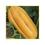 semente-melao-isla-gaucho-caipira-4gr-2023-181-31-114379-114379