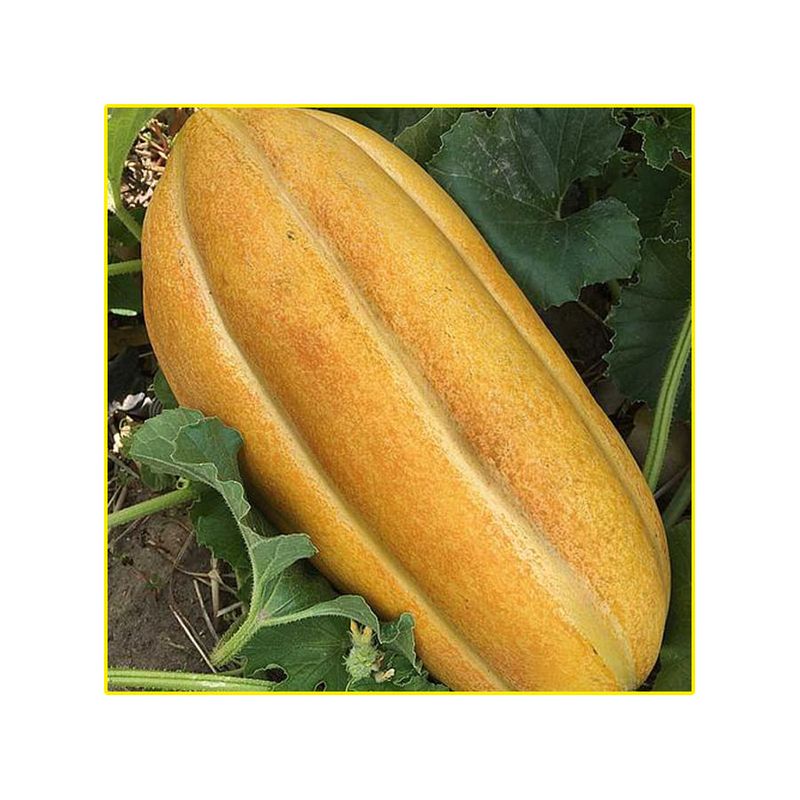 semente-melao-isla-gaucho-caipira-4gr-2023-181-31-114379-114379