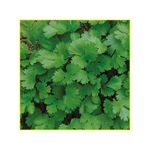 semente-coentro-isla-verdao-7gr-787-104-123-31-114412-114412