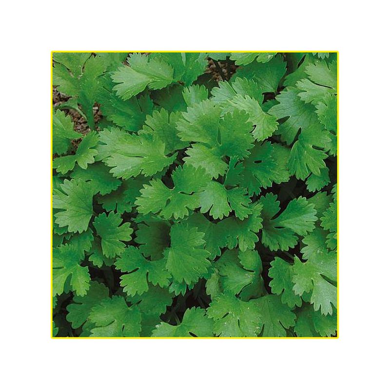 semente-coentro-isla-verdao-7gr-787-104-123-31-114412-114412