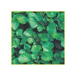 semente-agriao-isla-agua-folha-larga-2gr-767-2031-114346-114346