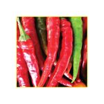 semente-pimenta-isla-cayane-dedo-de-moca-4gr-1541-205-31-114394-114394