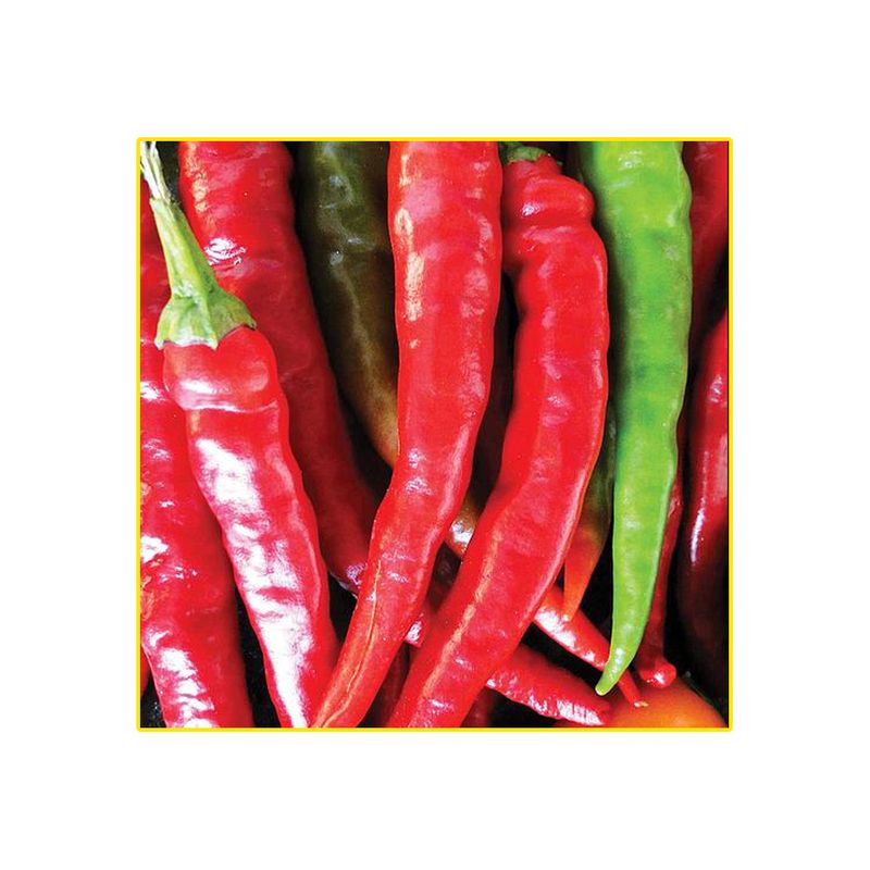 semente-pimenta-isla-cayane-dedo-de-moca-4gr-1541-205-31-114394-114394